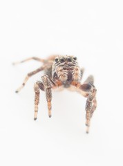 jumping spider on a white background