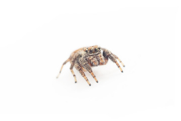 jumping spider on a white background