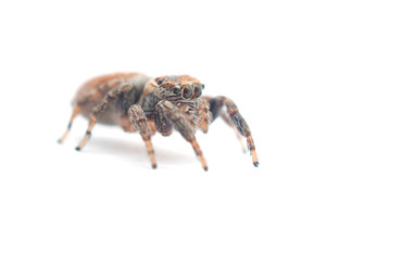 jumping spider on a white background