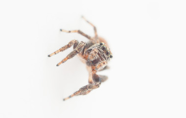 jumping spider on a white background