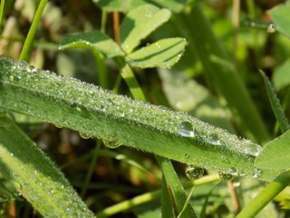 Rain drops on grass blade after rain