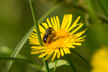bee collects nectar on a beautiful flower