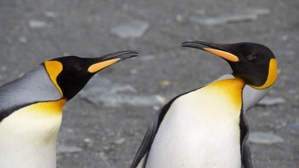 Two king penguins quarreling on the beach of Gold Harbor in South Georgia