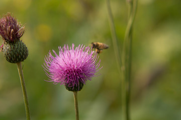 bee collects nectar on a beautiful flower