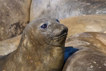 Elephant seal looking up at Saint Andrew's Bay in South Georgia