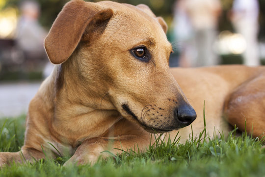 Low angle, side shot of beautiful brown dog on green grass