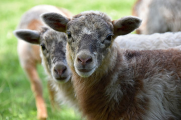 Two cute lambs