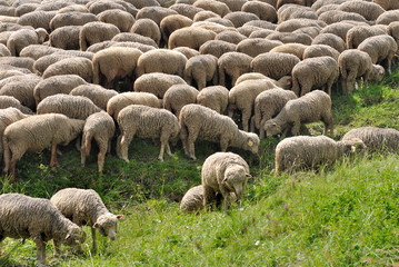 troupeau de moutons dans pâturage alpin 