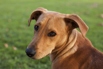 Brown dog on green grass in park, looking straight in camera