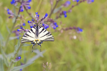 Podalirius butterfly on blue flowers in sunset sunlight