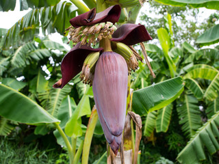 Banana bud on tree with green background