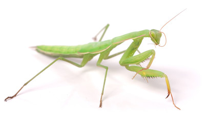 mantis isolated on white background close-up macro