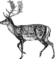 Vintage inage deer 