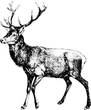 Fototapeta Vintage inage deer 
