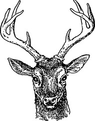 Vintage inage deer head 
