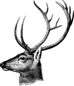 Fototapeta Vintage inage deer head