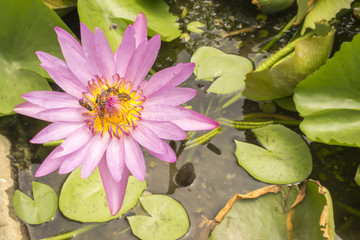 single lotus Flower with green background