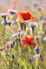 Przepiękne pole maków i facelii © Darios