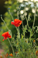 Obraz premium Mohnblumen