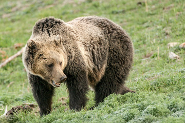 Bears in the Wild