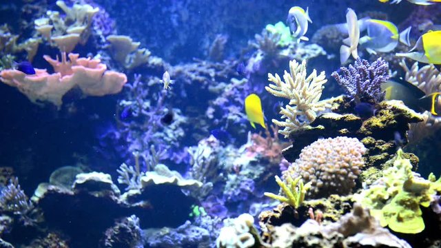 Underwater natural landscape with colorful fishes near coral reef and corals