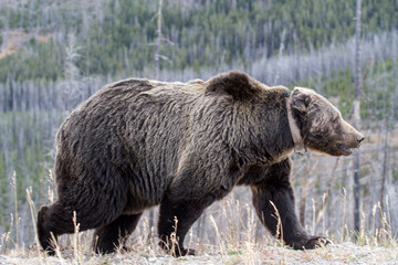 Bears in the Wild