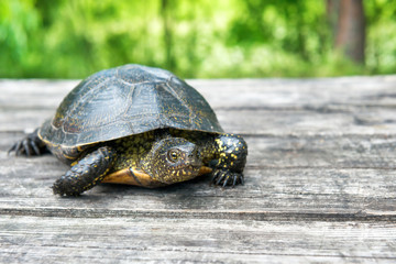  Big turtle on old wooden desk