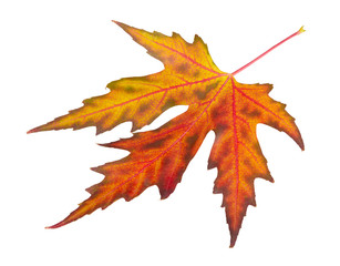 Fototapeta premium Maple leaf