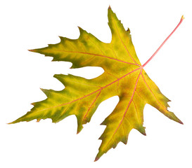 Maple leaf