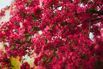 Branches of spring blooming tree