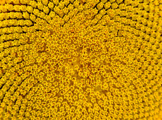 Pattern of Beautiful Bright Sunflower. Summer Flower Background