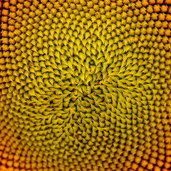 Pattern of Beautiful Bright Sunflower. Summer Flower Background