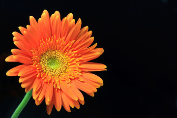 orange gerbera daisy