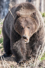 Fototapeta premium Bears in the Wild