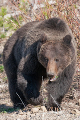 Fototapeta premium Bears in the Wild