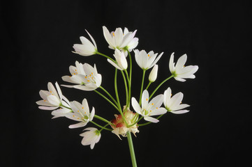 Fototapeta na wymiar Allium Roseum flower