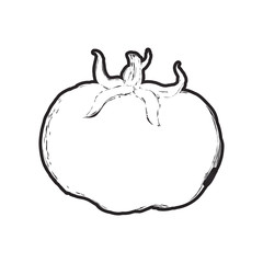 tomato sketch vegetable healthy food icon. Isolated and flat illustration. Vector graphic