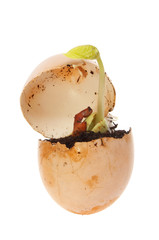 Seedling in egg
