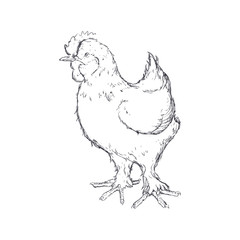 chicken sketch animal farm icon. Isolated and flat illustration. Vector graphic
