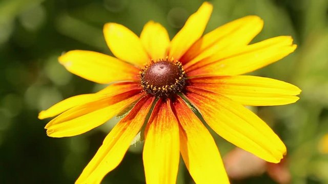 Yellow flower with long petals Rudbeckia
