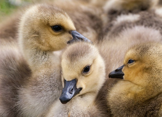 Geese goslings huddling in a group