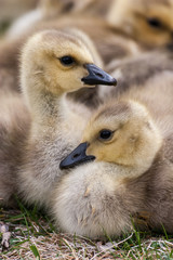 Geese goslings huddling in a group