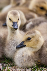 Geese goslings huddling in a group