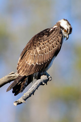 Osprey in tree