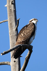 Osprey in tree