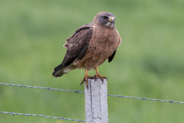 Hawk on fence post