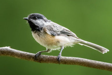 Black-capped chickadee on a branch against a plain, green background