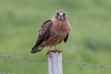 Hawk on fence post