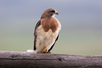 Swainsons Hawk on fence