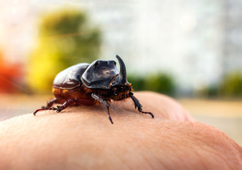 beetle giant on a man's hand at sunset, rhinoceros